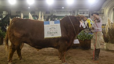 Limangus: Genética, conocimiento y negocios en la pista central de Palermo