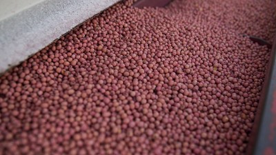 Soja 2024/25: aumentó el área sembrada y se logró el mejor rinde en 10 años