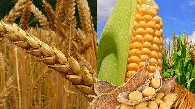 Avanza el Maíz, se consolida el Trigo y la Cebada sigue el ritmo: la campaña 2025/26 pisa fuerte