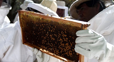 Récord de exportaciones de abejas reinas en los primeros 5 meses de 2025