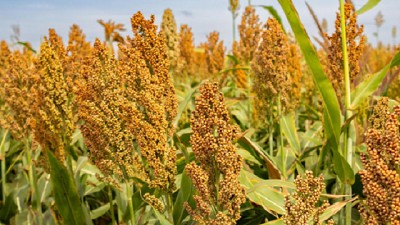 Maíz, sorgo y silajes rentables: capacitación gratuita para productores y asesores