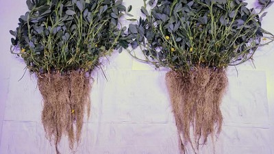 Más raíces, más nódulos, más rinde: el nuevo inoculante para Maní que cambia el juego