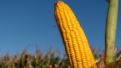 Volviendo al “manual de los  altos rendimientos” de maíz