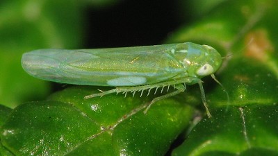 Las heladas le dieron un duro golpe a la chicharrita: seguir monitoreando permitirá conocer mejor su comportamiento
