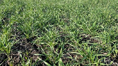 Alerta por menor uso de tecnología en el agro argentino: se desacelera la adopción de herramientas clave