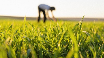 Propuesta biológica para cereales de invierno: Tecnología viva al servicio de cultivos más sanos y productivos.
