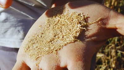 El INTA avanza con la industrialización de la quinua argentina