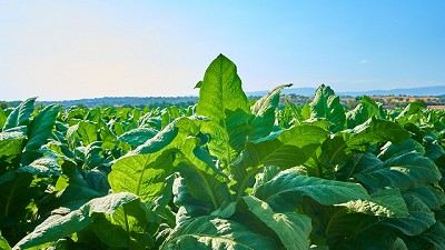 EasyStart®: nutrición inteligente desde la siembra para potenciar el rendimiento