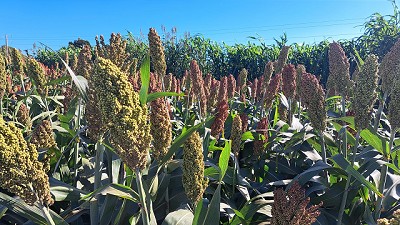 Claves para duplicar el rinde del Sorgo: híbridos, siembra precisa y nutrición eficiente