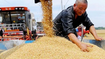 Soja, maíz y trigo en rojo: el buen clima y la súper cosecha de Brasil derrumban los precios
