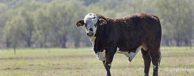 Argentina ante un nuevo tablero global: oportunidades para la carne vacuna tras el endurecimiento de EE.UU. contra Brasil