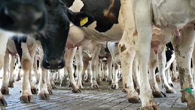 La lechería argentina confirma un menor ritmo de concentración de tambos