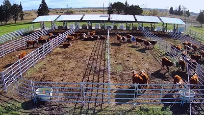 Novillos: reducen hasta 35 % el consumo de alimento por kilo ganado