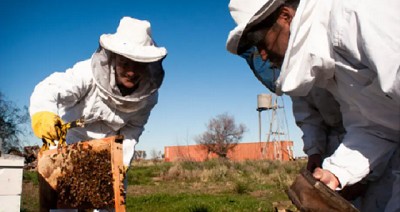 Abejas argentinas: un pequeño ejército con gran potencial exportador