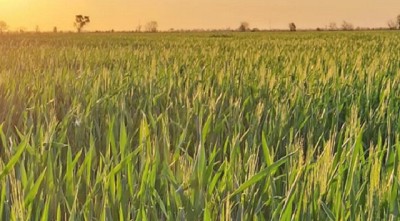 Heladas y falta de lluvias complican el inicio de los cultivos invernales en Córdoba