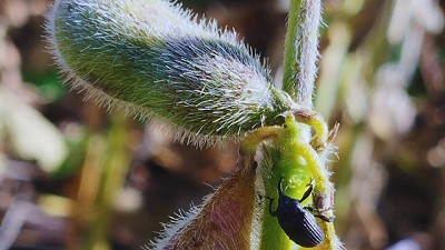 El “enemigo oculto” de la Soja llegó a Córdoba: cómo identificarlo y controlarlo