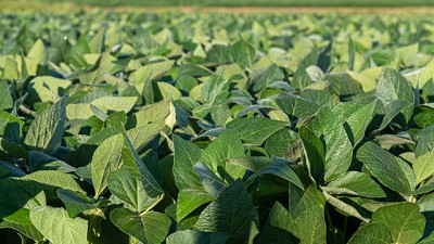 La Soja inicia la semana en baja por mejoras climáticas en EE.UU. y expectativa por el informe del USDA