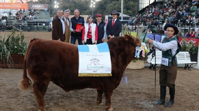 Limangus brilló en Palermo, mostró músculo, carne y equilibrio racial