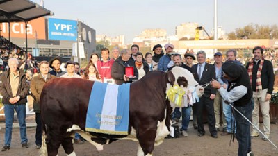 Braford consolida su expansión con genética, carne premium y proyección internacional