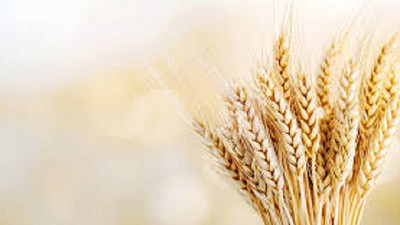 Se viene la 6ª Jornada Nacional de Cebada: un espacio clave para la cadena cervecera y forrajera