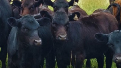 Más productivos y eficientes: los nuevos desafíos de la ganadería argentina