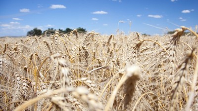 Trigo TOP: mejor proteína y peso hectolítrico en años, según informe oficial