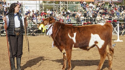 La Cabaña Agrarias de Lomas hizo historia en la Expo Rural: Yoli y Toribio, campeones de la raza Criolla