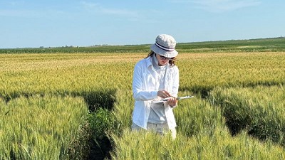 Trigo argentino con pasaporte a EE.UU. y Canadá: Buck Semillas cruza fronteras