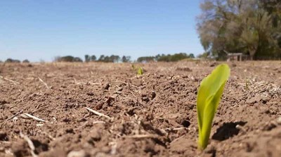 Maíz y Soja, sin márgenes, sin fertilidad, sin rindes: el círculo vicioso del agro argentino