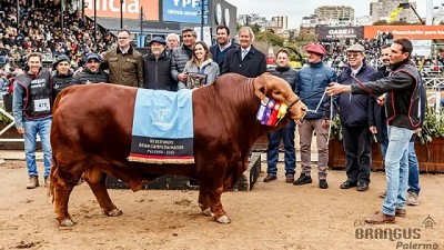 Córdoba con la mejor genética Brangus: “El Porvenir” de Quilino se alza como Reservado Gran Campeón Macho