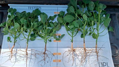 Una buena práctica de Inoculación que agrega 378 kilos por hectárea