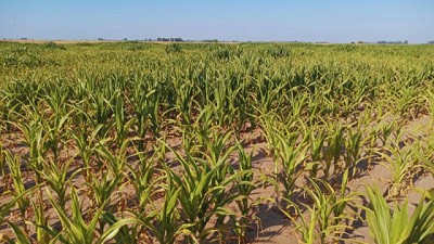 La aplicación de yeso en suelos salinos, una solución innovadora para mejorar los rendimientos