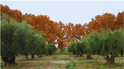 San Juan certifica su aceite de Oliva con IG y se posiciona como referente en calidad