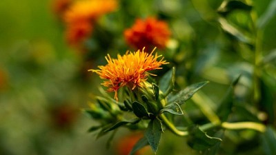 Innovación y descarbonización: Bunge lleva sus cultivos sustentables a Aapresid