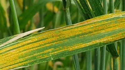 Cómo anticiparse a las enfermedades en Trigo y Cebada con tecnología de precisión