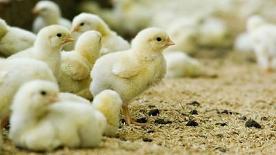 La exportación de genética en la cadena avícola creció 137 % respecto al primer semestre del 2024