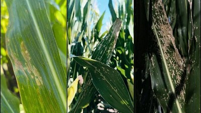 Integrando criterios para abordar la sanidad de Maíz