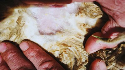 Sarna ovina: claves para una detección temprana y un control efectivo