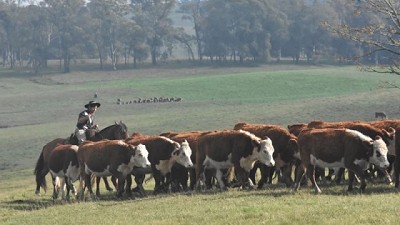 Ganado gordo: leve firmeza en la industria y escasa oferta en reposición