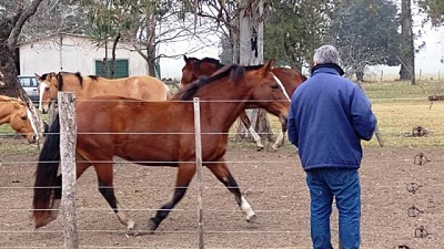 Se fortalecen vigilancia y control sanitario en predios equinos de Entre Ríos