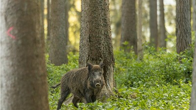 Prevención de la triquinosis: Recomendaciones para quienes practican la caza