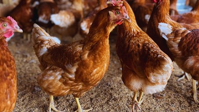 Promueven prácticas para fortalecer la producción local de huevos