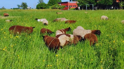 Presentan dos nuevas variedades de pasto Nilo