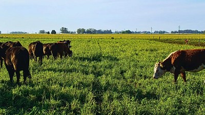 El Pasto como recurso estratégico: tips del INTA para un manejo eficiente