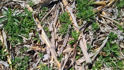 FMC ofrece soluciones estratégicas para el control de Rama Negra