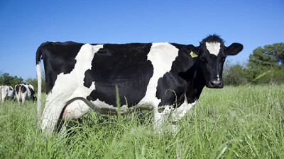 La producción nacional de Leche creció 12% en el primer semestre 2025
