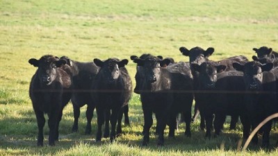 Mercado del ganado gordo sigue estabilizado, precios firmes y con poca oferta de animales bien terminados
