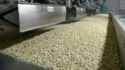 Argentina lidera el mercado mundial de Maní con exportaciones récord