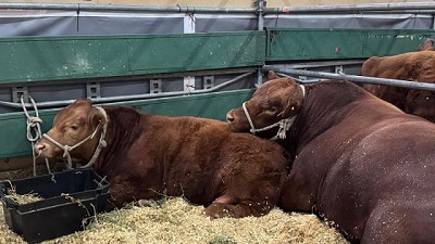 Carlos Ojea Rullán apuesta al Limangus y marca tendencia en genética bovina