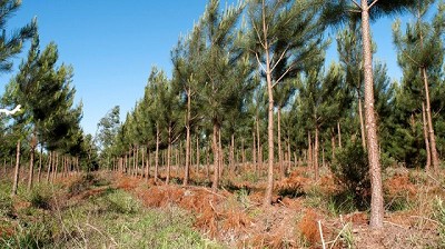 Se incrementó la superficie de plantaciones forestales en más de 48.000 hectáreas nuevas